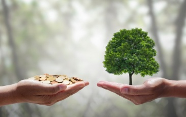 Hand holding tree with coins